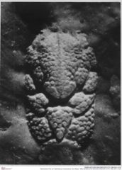 Historisches Foto von Gastrodorus neuhausense (Von Meyer, 1864) (NHMW-AFW-GEO-BACHMAYER-FOTO-1990-0041-0103)